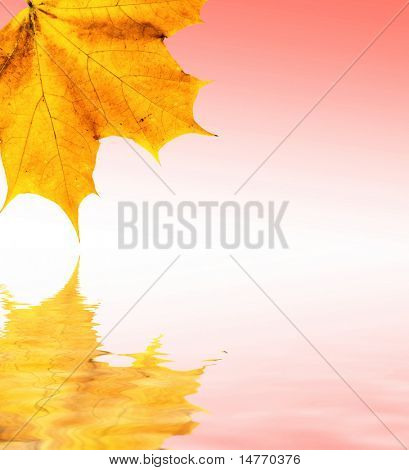 Feflection (합성)와을 단풍 잎
