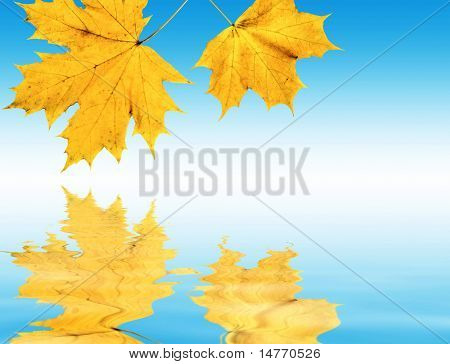 Feflection (합성)와을 단풍 잎