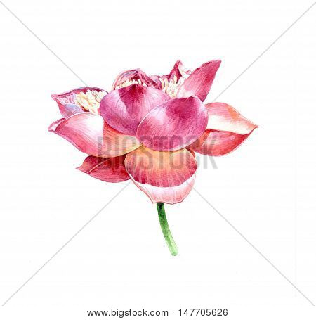 Watercolor illustration painting of lotus on white background