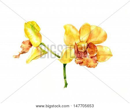watercolor painting of flower on white background
