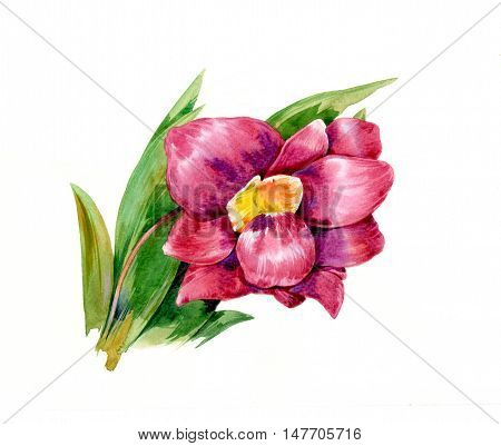 watercolor painting of leaves and flower on white background