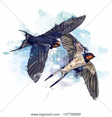 spring two birds watercolor illustration, swallows in flight picture painted in watercolor