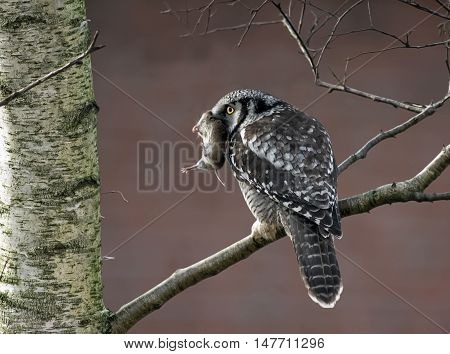 Hawk owl form skaane in sweden. Time for lunch