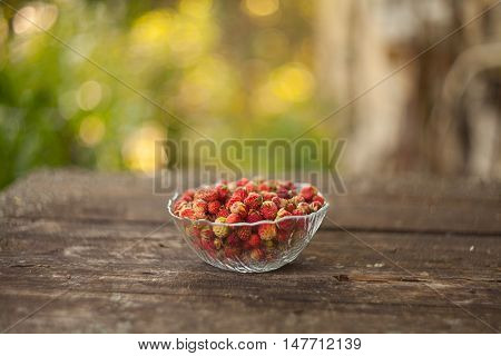 Red Berries On Beautiful Background