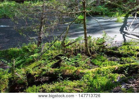 Slow stream flowing and sphagnum moss in foreground in spring, Bialowieza Forest, Poland, Europe