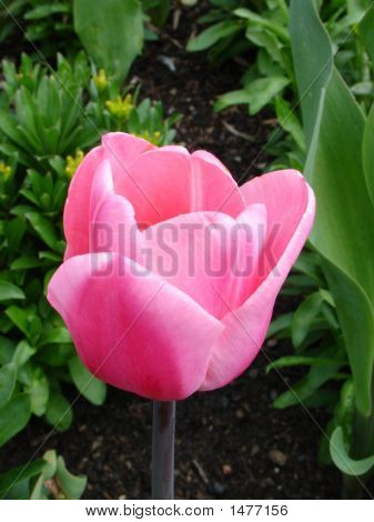 Pink Flower