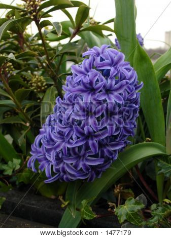 Orchid