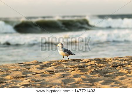 A seagull stands on the beach with large wave in the background