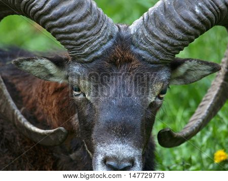 Detail of head of wild mouflon - Ovis orientalis musimon