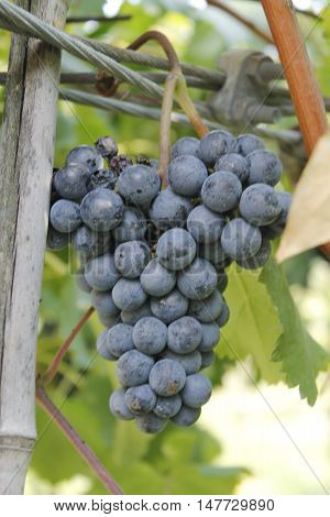 bunch of red grapes in an vineyard in Italy
