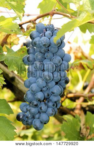 bunch of red grapes in an vineyard in Italy