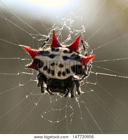 Spiny Orb Weaver, a common, non-poisonous spider in Florida