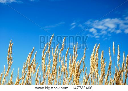 Sunlit growing yellow grass straws by a ble sky