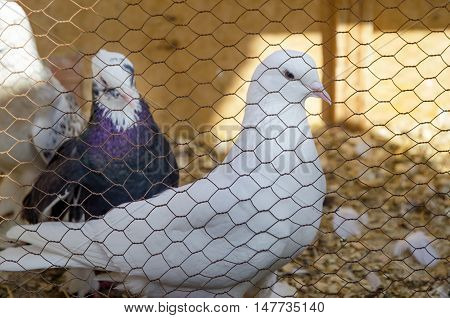 Outdoor Bird Market in Istanbul. Topkapi Edirnekapi bird market every week on Saturdays and Sundays open market. Day 1000 - 1500 people are said to have visited the market. in many colors in the market many species are sold doves. White black and striped
