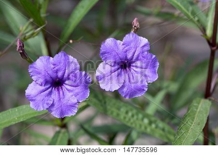 Ruella simplex (Britton's wild petunia Mexican petunia Mexican bluebell) is a species of flowering plant in the Acanthaceae family