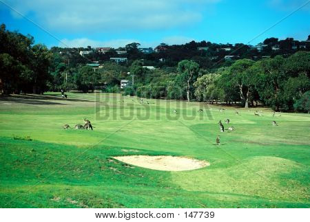 Canguro Golf Course