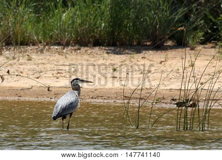 Great blue heron wading in shallow water just off sandy beach of lake. Green vegetation in background.