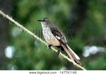 Mockingbird sitting on rope stretched between trees, with green trees in background.