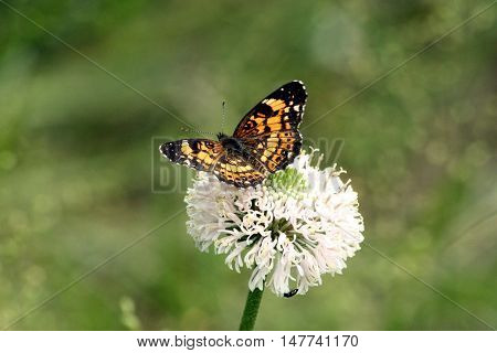 Silvery checkerspot butterfly sitting on white wildflower in green country field.