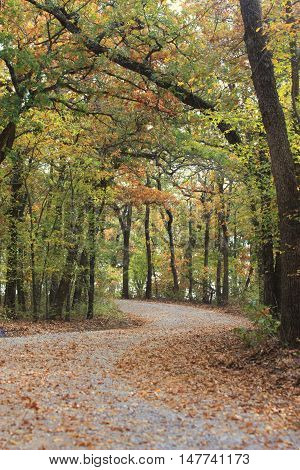 Winding country drive through the woods in autumn.