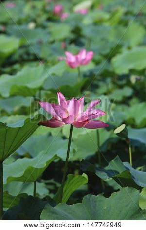 Lotus flowers and seedpod,beautiful pink with purple lotus flowers blooming in the pond in summer