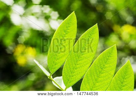 Green leaf with light bokeh nature blur background Spring nature Spring background