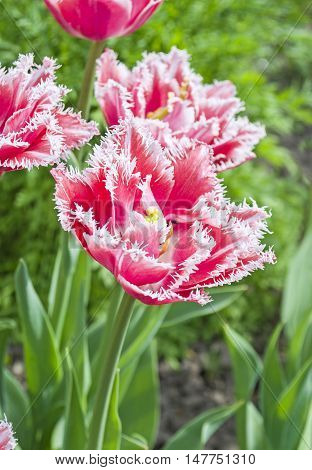 Terry Fringed Pink Tulip