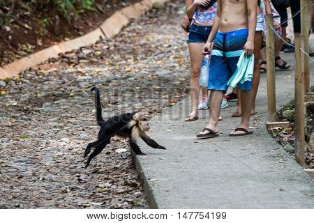 White Faced Or Capuchin Monkey