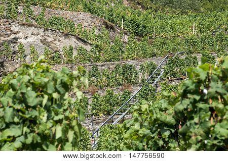 Famous German Wine Region Moselle River in Winningen 