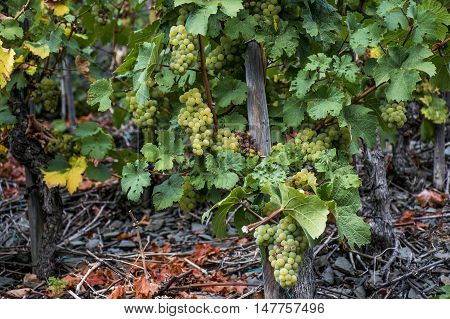 white Wine grapes in the german Region Moselle River Winningen 