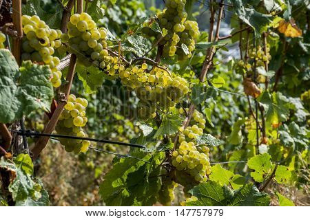 white Wine grapes in the german Region Moselle River Winningen