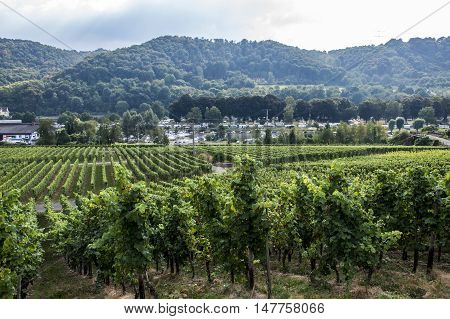Famous German Wineyard Region Moselle River in Winningen 