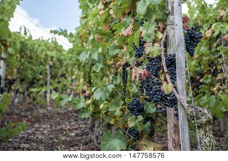 Red Wine in the german Region Moselle River Winningen