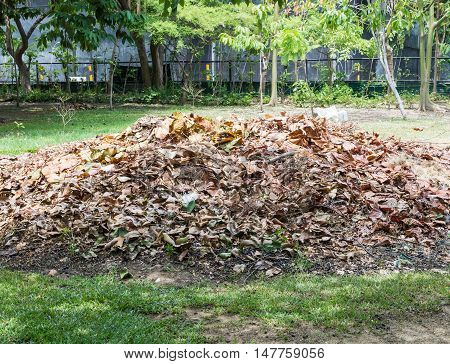 Pile of the dry leaves for removal in the urban park.