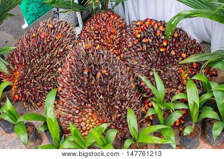 Pile of Palm Oil Fruits with Seedlings