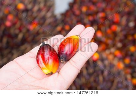 oil palm fruits in hand on Pile of Palm Oil Fruits blur background
