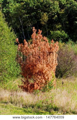 Dead Branch Spruce