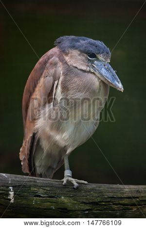 Boat-billed heron (Cochlearius cochlearius). Wildlife animal. 
