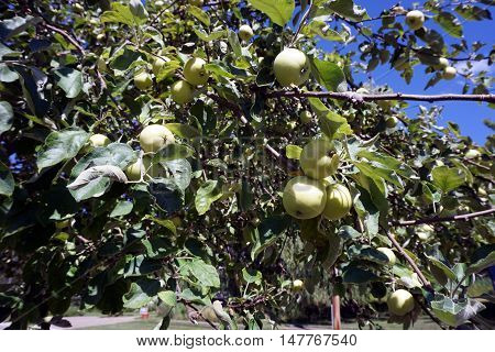 Apples ripen in an apple tree (Malus pumila) in Harbor Springs, Michigan during August.