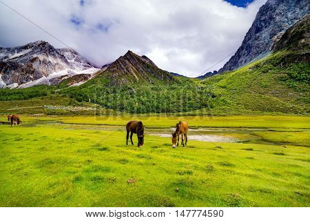 Yading Nature Reserve. a famous landscape in Daocheng, Sichuan, China.