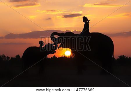 Elephant Standing In A Rice Field With The Mahout