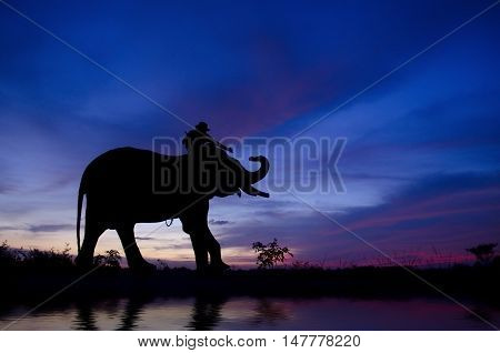 Mahout And Elephant.