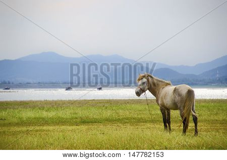 Grazing White Horse On A Green Pasture With The Rays Of Light And Cloudy. Agriculture From Natural Farm On A Blue Sky.