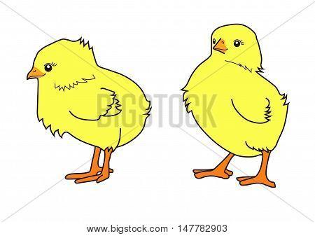 Two little yellow chicken. illustration picture. domestic birds.