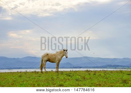 Grazing White Horse On A Green Pasture With The Rays Of Light And Cloudy. Agriculture From Natural Farm On A Blue Sky.