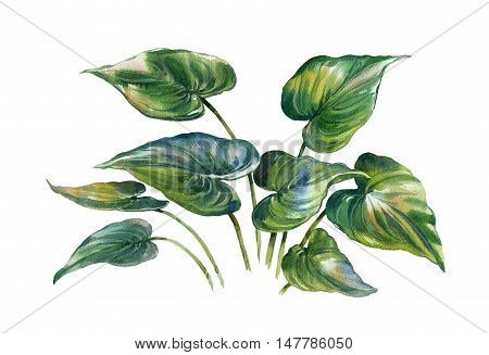watercolor painting of leaves on white background