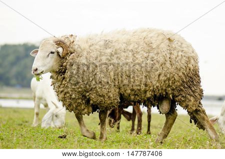 Grazing White Horse On A Green Pasture With The Rays Of Light And Cloudy. Agriculture From Natural Farm On A Blue Sky.