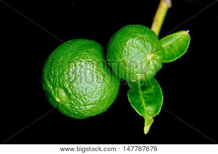 Bergamot Orange Hanging Fruits With Leaf Isolated On Black Background