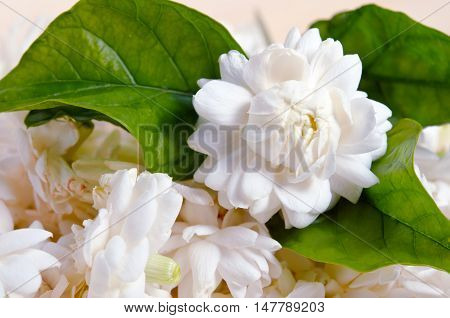 Jasmine Flowers Isolated On Wooden Board Background