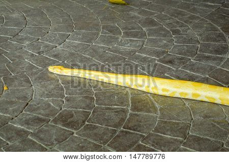 close up yellow python snake on cement floor